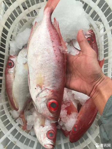冷冻水产品红目鲢 新货深海海产大眼鸡新鲜